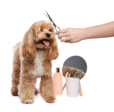 Makaslı bir kadın ve beyaz arka planda sevimli bir köpek, yakın plan. Hayvan bakımı.