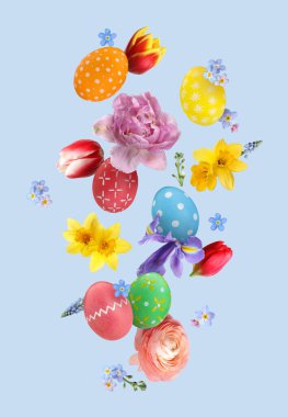 Paskalya yumurtaları ve güzel bahar çiçekleri pastel mavi arka planda uçuyor.