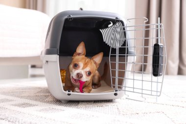 Evcil hayvan taşıyıcısında sevimli bir köpek var.
