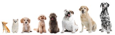 Farklı boyutlarda sevimli köpekler beyaz arka planda, en küçükten en büyüğe