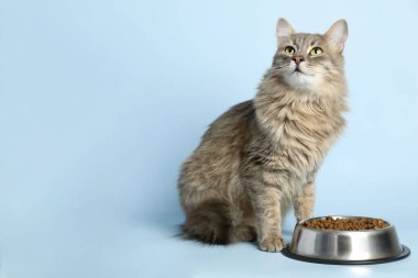 Beslenme kabının yanında açık mavi arka planda kuru evcil hayvan yiyeceği olan sevimli kedi, mesaj için yer var.