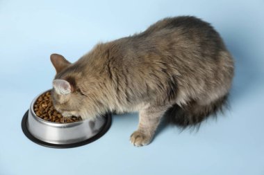 Şirin kedi, açık mavi arka planda kaseden kuru hayvan maması yiyor.
