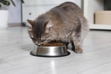 Şirin kedi evde evcil hayvan yiyeceği yiyor.