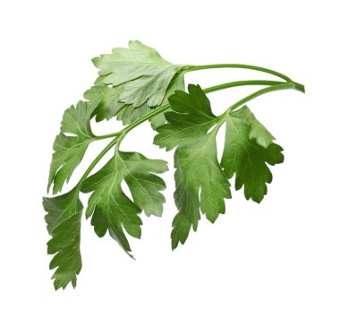 Taze maydanoz filizi, beyaz havada izole edilmiş.