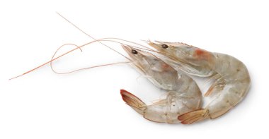 Taze çiğ karidesler beyaz, üst manzara