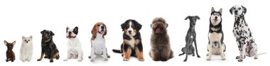 Farklı boyutlarda sevimli köpekler beyaz arka planda, en küçükten en büyüğe