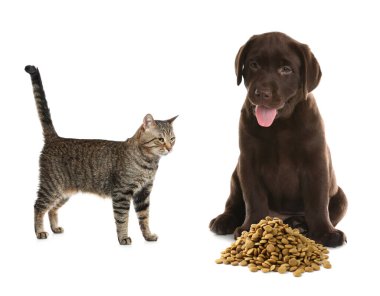 Kedi ve köpek, beyaz arka planda hayvan maması yığınının yanında.