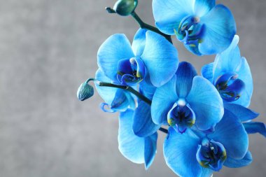 Gri arkaplanda güzel mavi orkide çiçekleri, yakın plan. Metin için boşluk