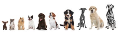 Farklı boyutlarda sevimli köpekler beyaz arka planda, en küçükten en büyüğe