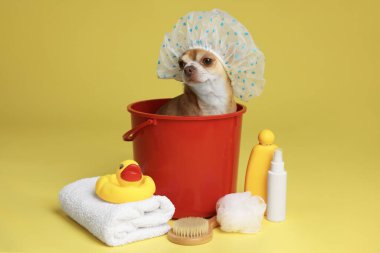 Banyo şapkası ve sarı arka planda yıkanmak için farklı aksesuarları olan sevimli, komik bir köpek.