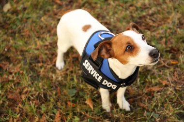 Sevimli Jack Russell Terrier servis köpeği yeleği giyiyor.