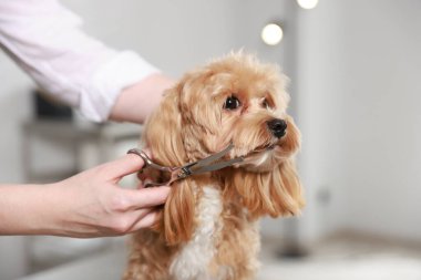 İçeride makasla köpek kılı kesen kadın, yakın plan. Hayvan bakımı.