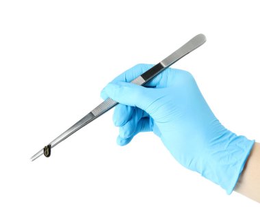 Doktor beyaz arka planda cımbızla tıbbi sülük tutuyor, yakın plan.