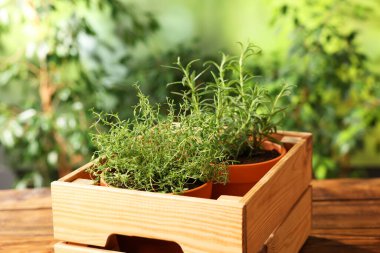 Tahta masadaki sandıkta saksıda aromatik otlar, yakın plan.