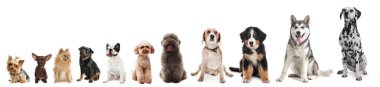 Farklı boyutlarda sevimli köpekler beyaz arka planda, en küçükten en büyüğe