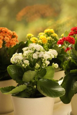 Farklı güzel kalanchoe çiçekleri kapalı kaplarda, yakın planda.