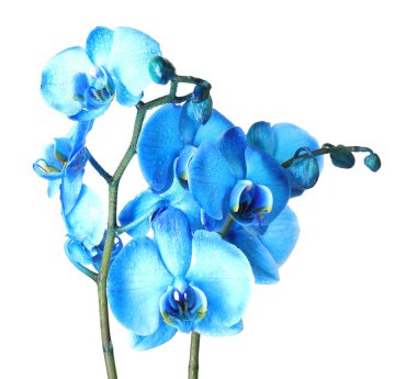 Güzel mavi orkide çiçeği beyaza izole edilmiş.