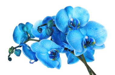 Güzel mavi orkide çiçeği beyaza izole edilmiş.