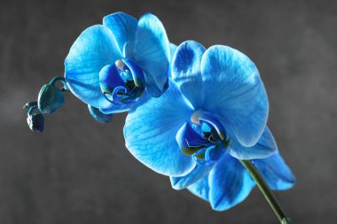 Gri arkaplanda güzel mavi orkide çiçeği, yakın plan.