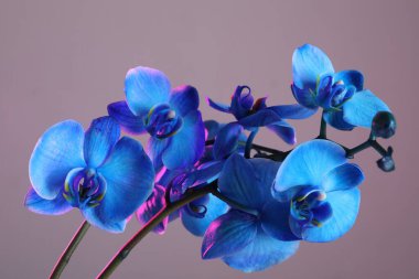 Renkli arkaplanda güzel mavi orkide çiçeği, yakın plan