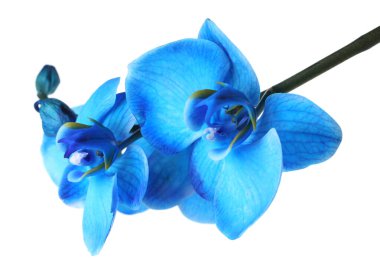 Güzel mavi orkide çiçeği beyaza izole edilmiş.