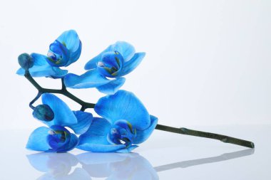 Güzel mavi orkide çiçeği beyaza izole edilmiş.