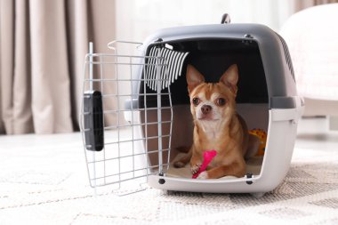 Evcil hayvan taşıyıcısında sevimli bir köpek var.