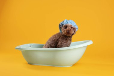 Turuncu arka planda küçük küvette duş bonesi olan şirin bir köpek.