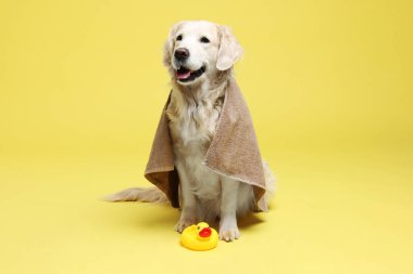 Havluya sarılmış sevimli komik köpek ve sarı arka planda oyuncak ördek.