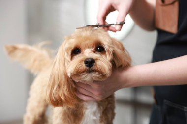 İçeride makasla köpek kılı kesen kadın, yakın plan. Hayvan bakımı.