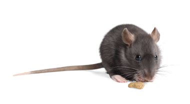 Beyaz arka planda kuru yiyeceği olan sevimli bir fare. Küçük hayvan.