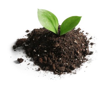 Beyazlar üzerinde izole edilmiş toprakta genç fidan