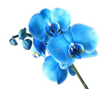 Güzel mavi orkide çiçeği beyaza izole edilmiş.