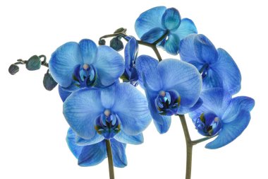 Güzel mavi orkide çiçeği beyaza izole edilmiş.