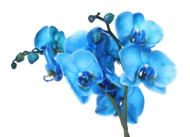 Güzel mavi orkide çiçeği beyaza izole edilmiş.