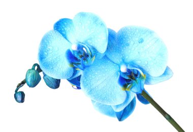 Güzel mavi orkide çiçeği beyaza izole edilmiş.