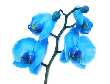 Güzel mavi orkide çiçeği beyaza izole edilmiş, üst manzara