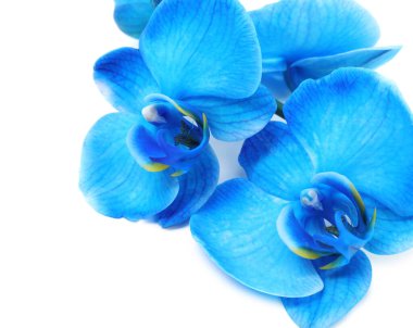 Güzel mavi orkide çiçeği beyaza izole edilmiş.