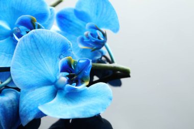 Ayna yüzeyinde güzel mavi orkide çiçekleri, yakın plan. Metin için boşluk