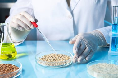 GDO konsepti. Bilimadamı laboratuardaki buğday tanelerinin üzerine bir şey damlatıyor, yakın plan.