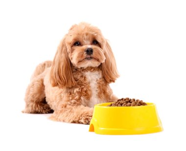 Kuru hayvan mamasıyla beslenme kabı ve beyaz arka planda sevimli bir köpek.