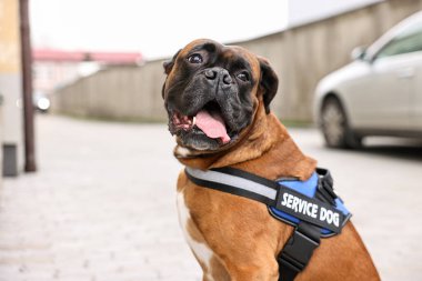 Şehir caddesinde yelek giymiş şirin bir servis köpeği. Metin için boşluk