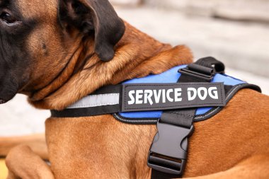 Bulanık arkaplanda yelek giyen servis köpeği, yakın plan