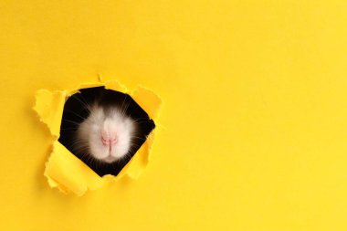 Sarı kağıttaki delikten bakan sevimli sıçan. Metin için boşluk