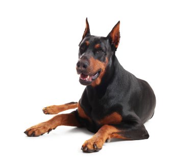 Beyaz arka planda sevimli bir Doberman. Evcil hayvan