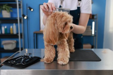 Kapalı mekanda tarakla sevimli bir köpeği fırçalayan kadın, yakın plan. Hayvan bakımı.