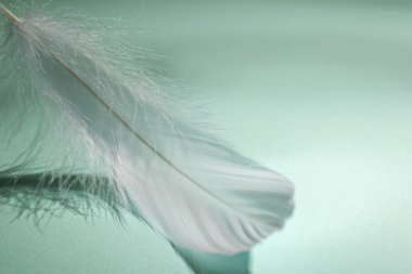 Hafif turkuaz arka planda tüylü beyaz tüy, yakın plan. Metin için boşluk