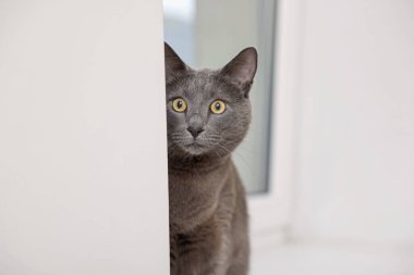 Evdeki pencerenin yanındaki sevimli gri kedi.