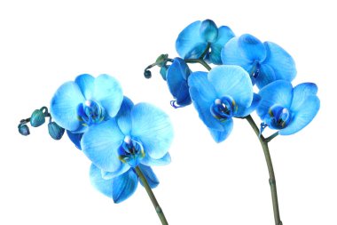 Güzel mavi orkide çiçeği beyaza izole edilmiş.