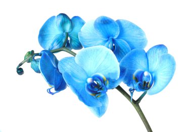 Güzel mavi orkide çiçeği beyaza izole edilmiş.